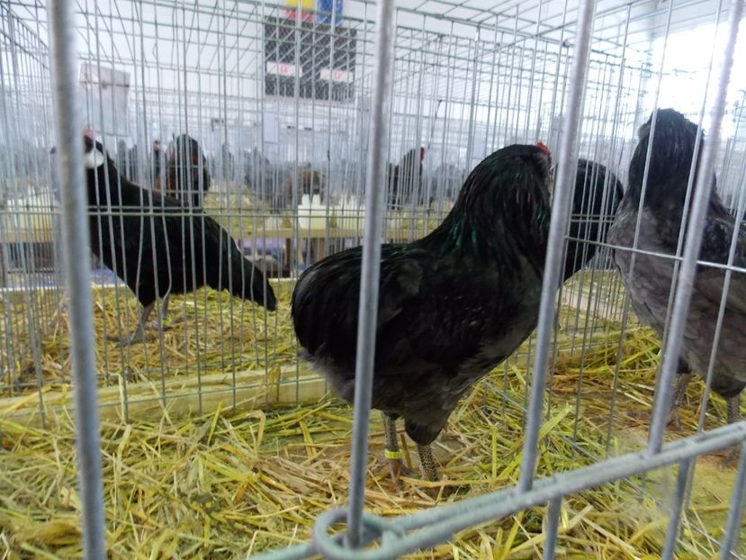  - EXPO-2018- HOBBY CENTRUM BRASOV