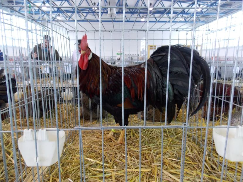  - EXPO-2018- HOBBY CENTRUM BRASOV