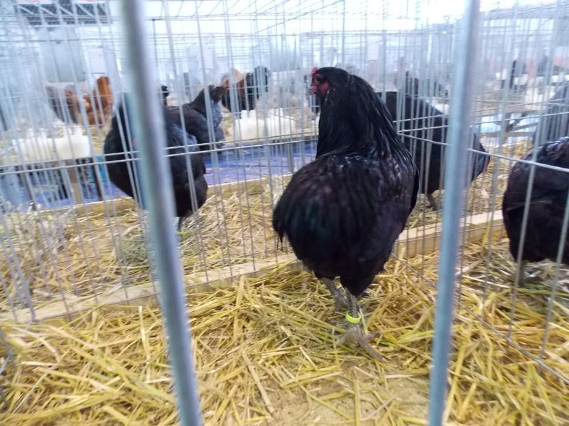  - EXPO-2018- HOBBY CENTRUM BRASOV