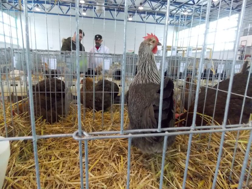  - EXPO-2018- HOBBY CENTRUM BRASOV