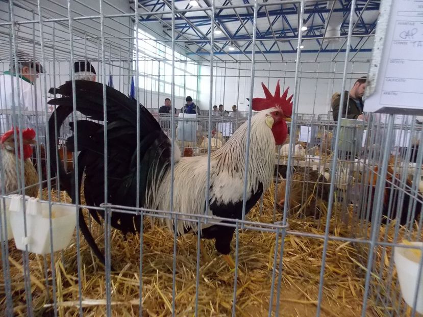  - EXPO-2018- HOBBY CENTRUM BRASOV