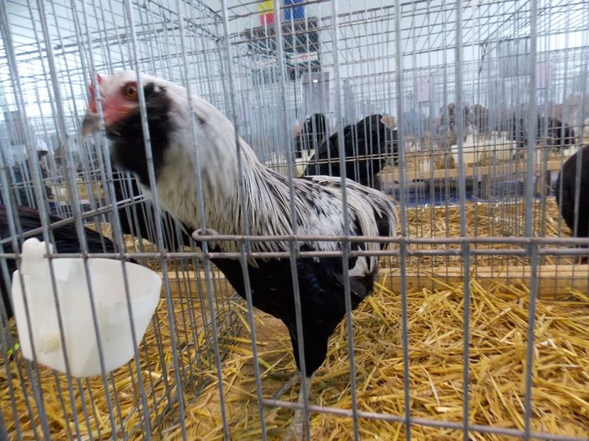  - EXPO-2018- HOBBY CENTRUM BRASOV