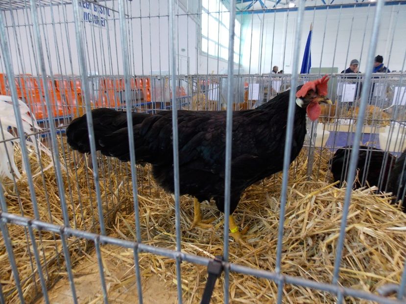  - EXPO-2018- HOBBY CENTRUM BRASOV