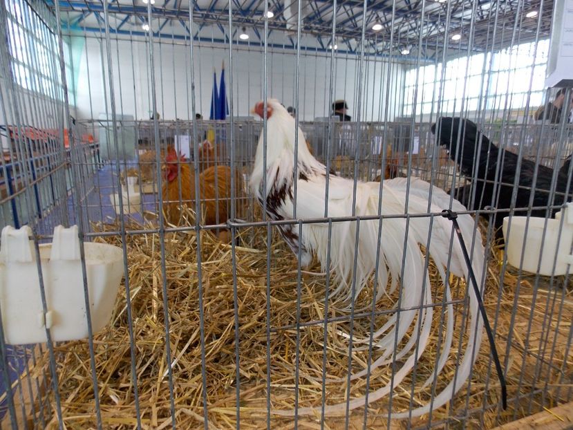  - EXPO-2018- HOBBY CENTRUM BRASOV