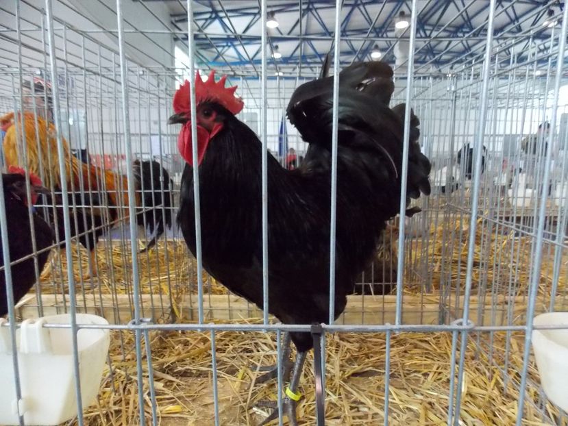  - EXPO-2018- HOBBY CENTRUM BRASOV