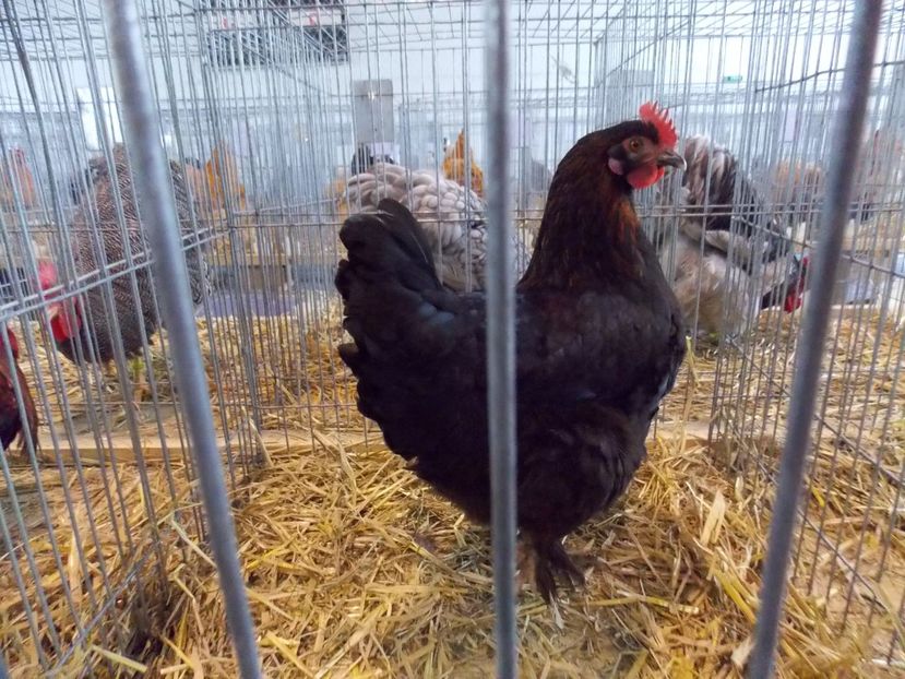  - EXPO-2018- HOBBY CENTRUM BRASOV