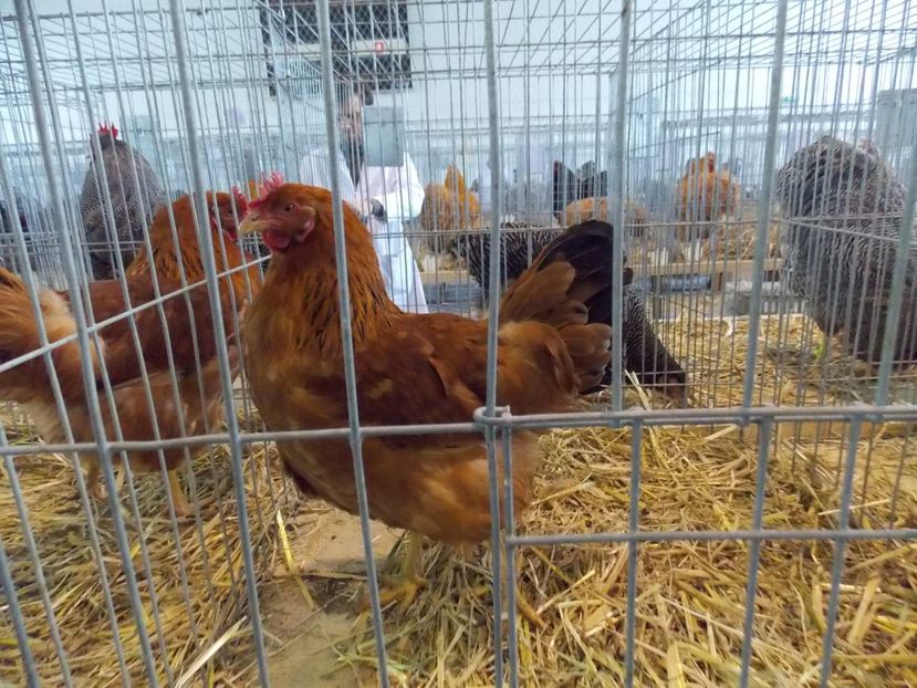  - EXPO-2018- HOBBY CENTRUM BRASOV