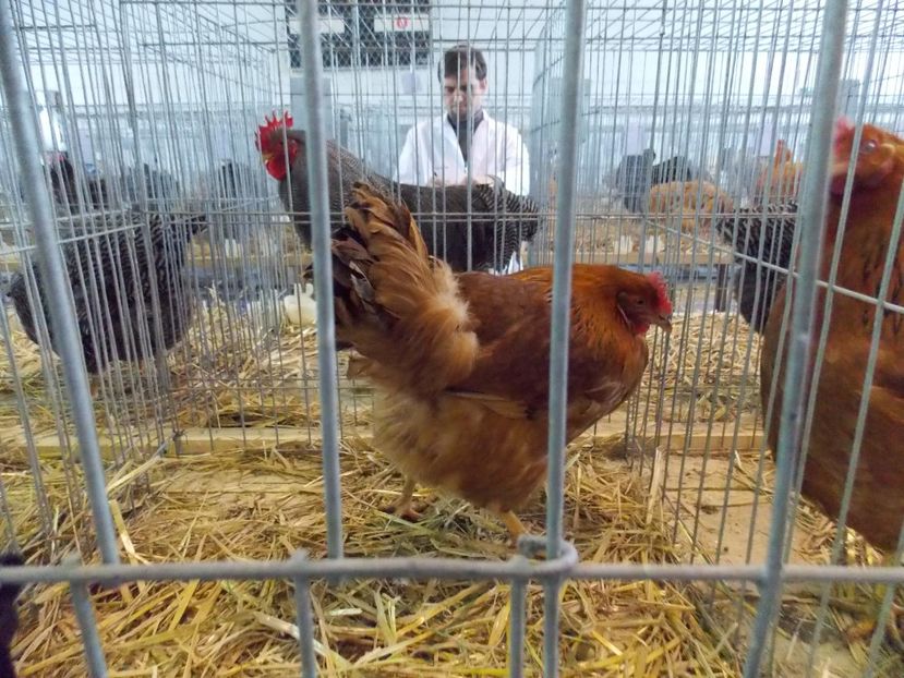  - EXPO-2018- HOBBY CENTRUM BRASOV