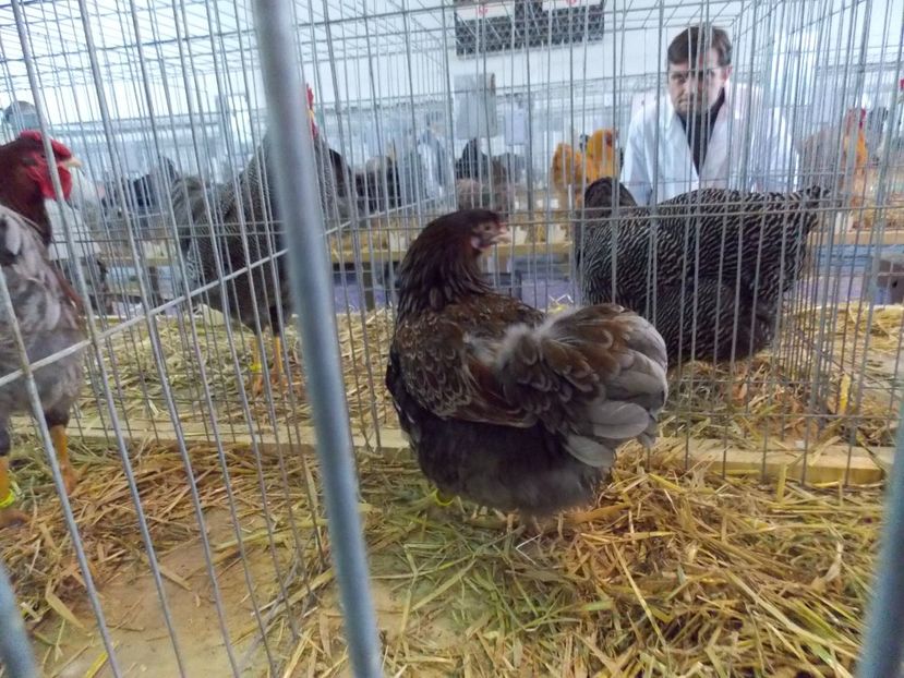  - EXPO-2018- HOBBY CENTRUM BRASOV