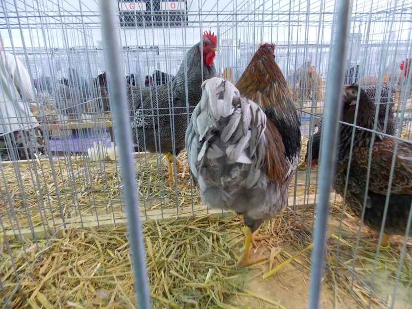  - EXPO-2018- HOBBY CENTRUM BRASOV