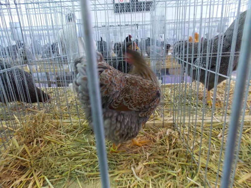  - EXPO-2018- HOBBY CENTRUM BRASOV