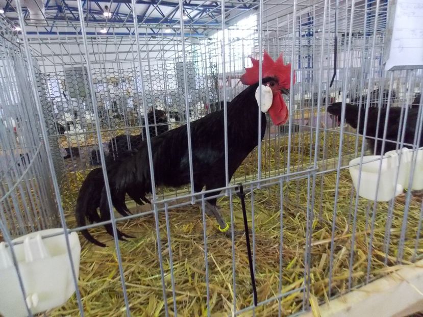  - EXPO-2018- HOBBY CENTRUM BRASOV