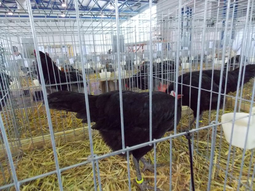  - EXPO-2018- HOBBY CENTRUM BRASOV