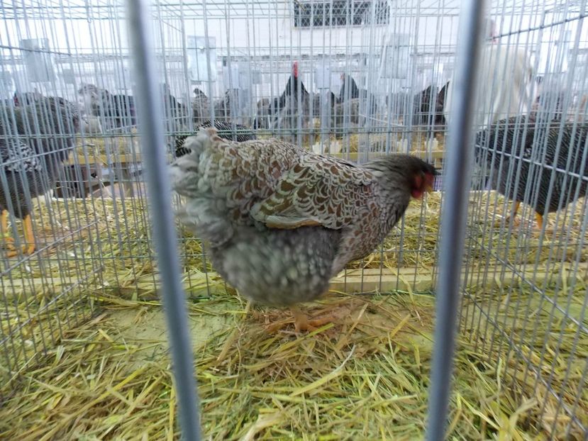  - EXPO-2018- HOBBY CENTRUM BRASOV