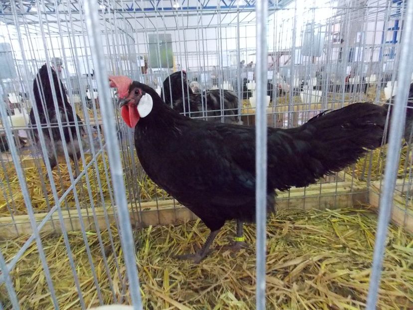  - EXPO-2018- HOBBY CENTRUM BRASOV