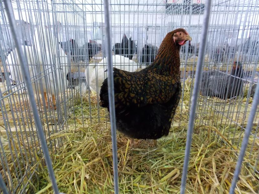  - EXPO-2018- HOBBY CENTRUM BRASOV