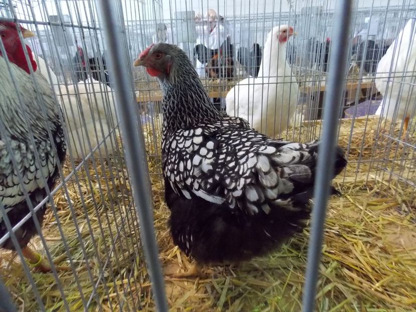  - EXPO-2018- HOBBY CENTRUM BRASOV