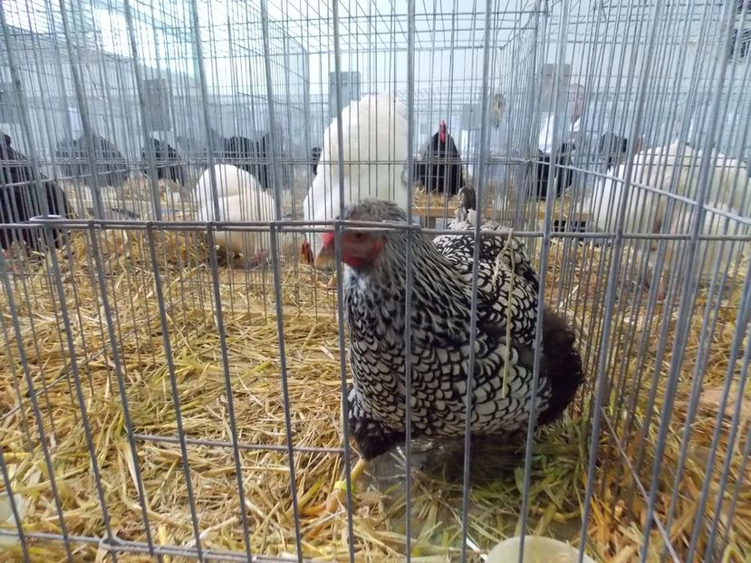  - EXPO-2018- HOBBY CENTRUM BRASOV