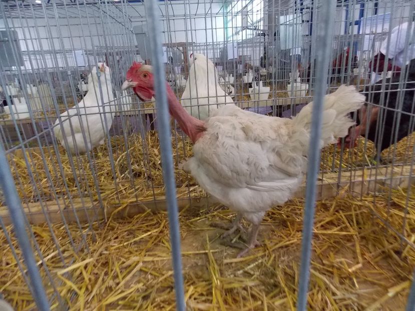  - EXPO-2018- HOBBY CENTRUM BRASOV