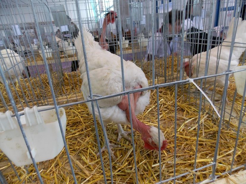  - EXPO-2018- HOBBY CENTRUM BRASOV