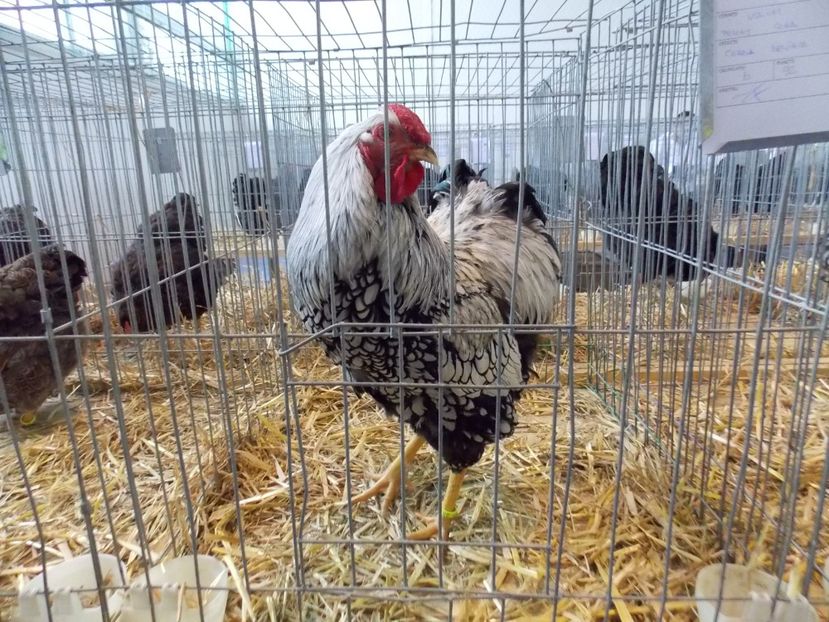  - EXPO-2018- HOBBY CENTRUM BRASOV