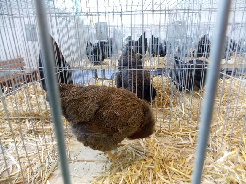  - EXPO-2018- HOBBY CENTRUM BRASOV