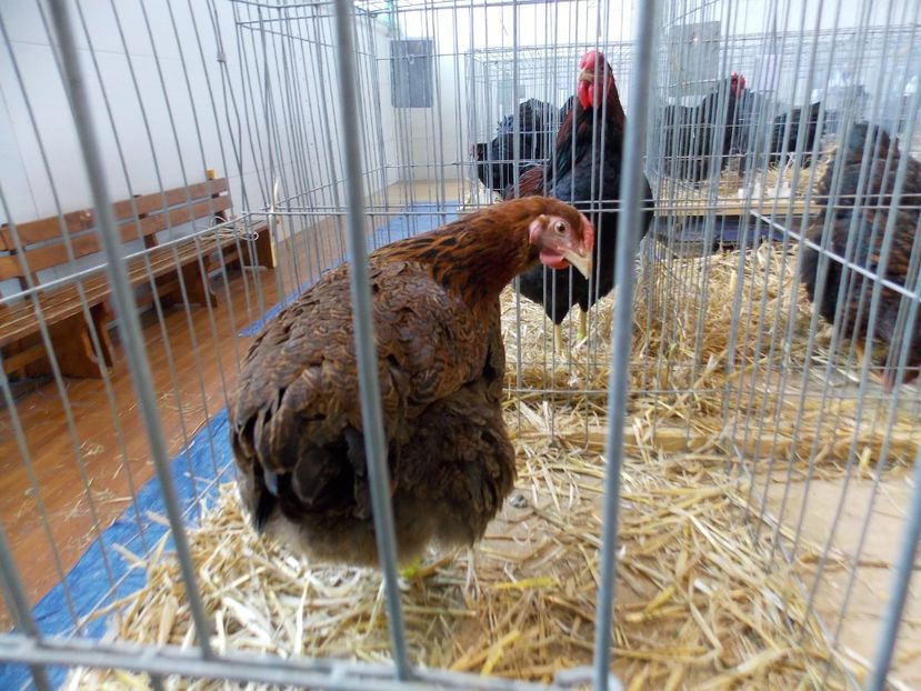  - EXPO-2018- HOBBY CENTRUM BRASOV