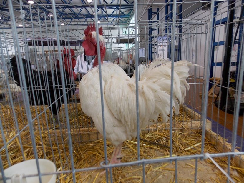  - EXPO-2018- HOBBY CENTRUM BRASOV