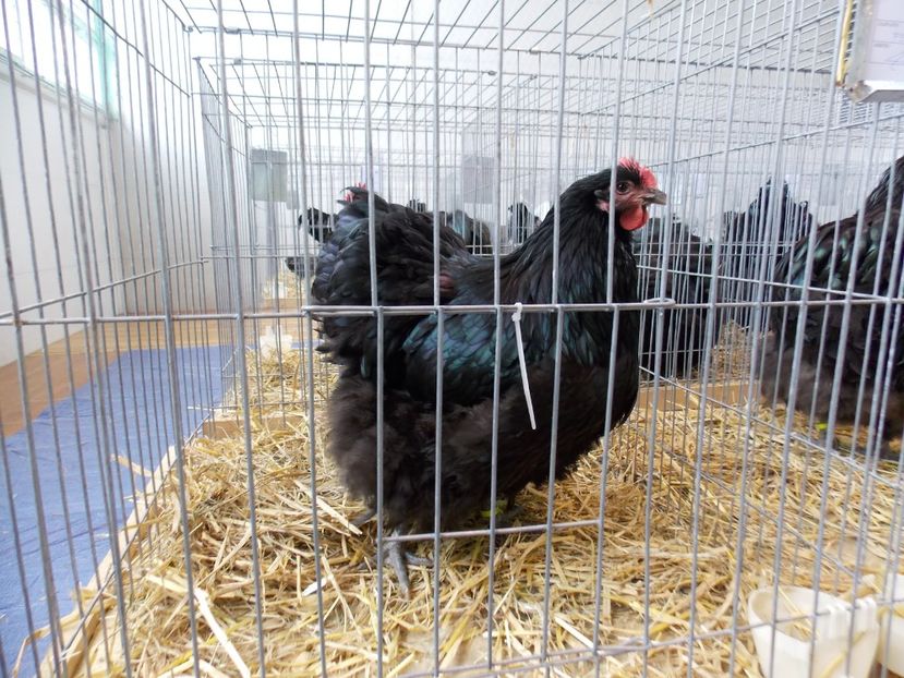  - EXPO-2018- HOBBY CENTRUM BRASOV