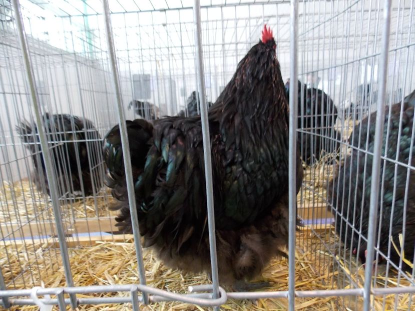  - EXPO-2018- HOBBY CENTRUM BRASOV