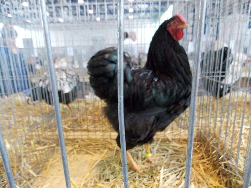  - EXPO-2018- HOBBY CENTRUM BRASOV