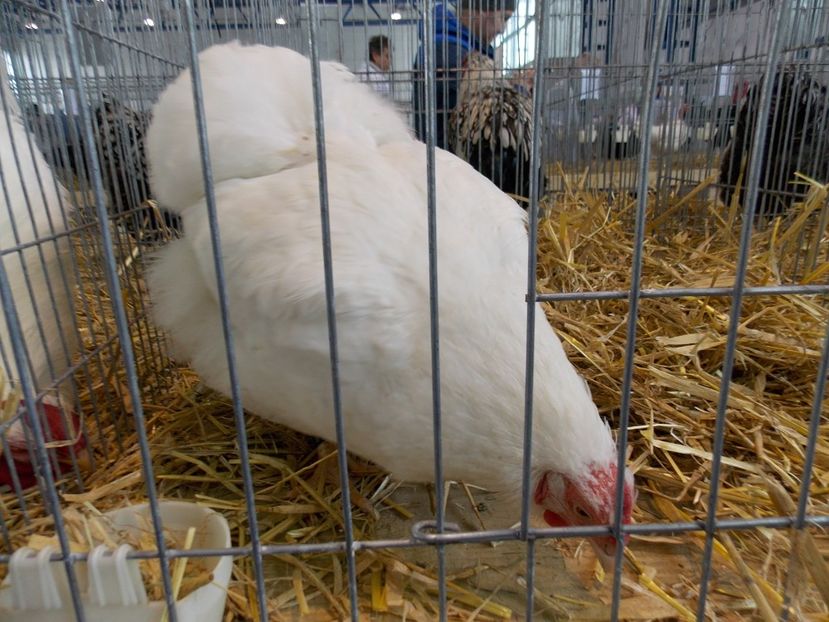  - EXPO-2018- HOBBY CENTRUM BRASOV