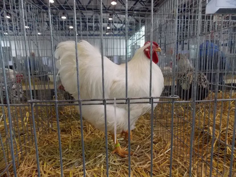  - EXPO-2018- HOBBY CENTRUM BRASOV