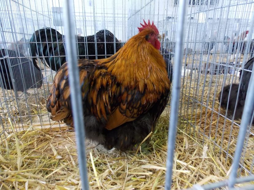  - EXPO-2018- HOBBY CENTRUM BRASOV