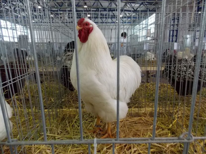  - EXPO-2018- HOBBY CENTRUM BRASOV