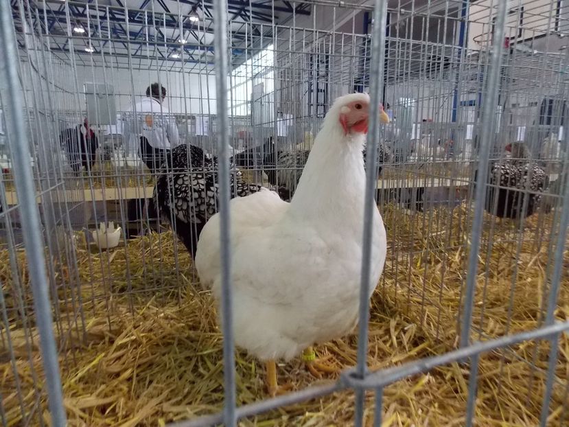  - EXPO-2018- HOBBY CENTRUM BRASOV