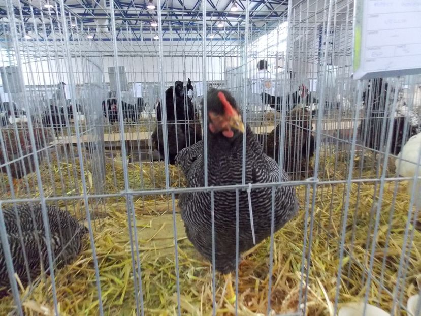  - EXPO-2018- HOBBY CENTRUM BRASOV