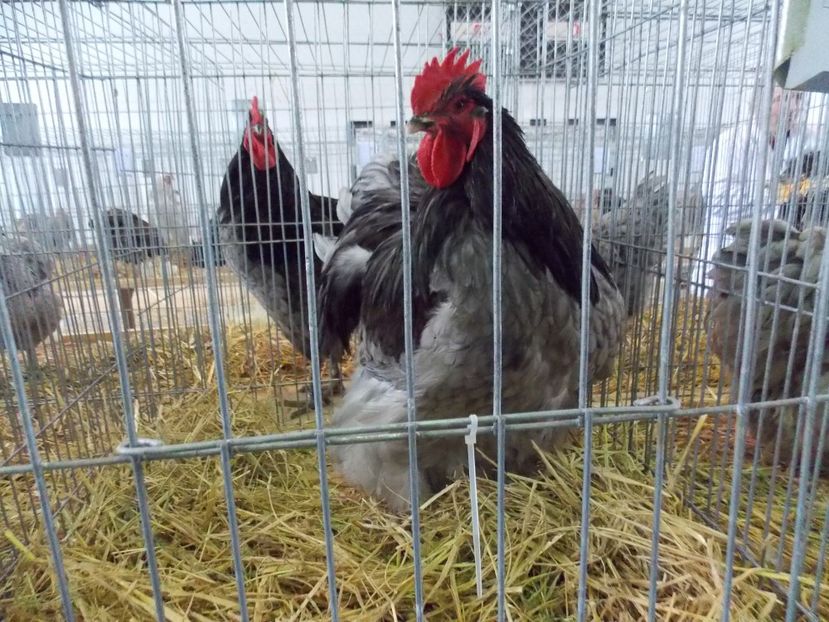  - EXPO-2018- HOBBY CENTRUM BRASOV