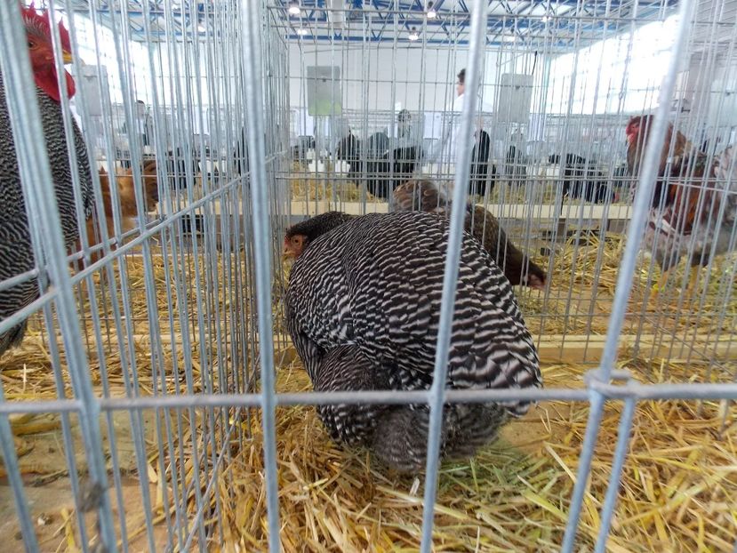  - EXPO-2018- HOBBY CENTRUM BRASOV