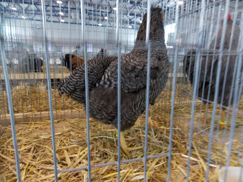  - EXPO-2018- HOBBY CENTRUM BRASOV