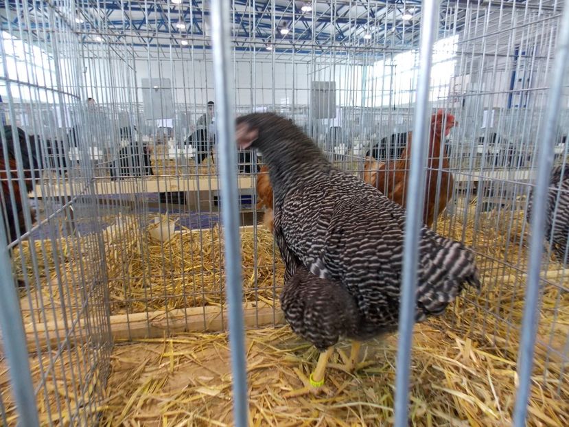  - EXPO-2018- HOBBY CENTRUM BRASOV