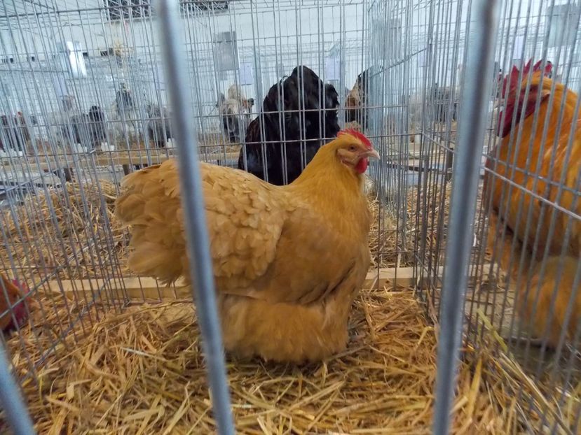  - EXPO-2018- HOBBY CENTRUM BRASOV