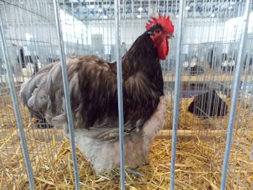  - EXPO-2018- HOBBY CENTRUM BRASOV