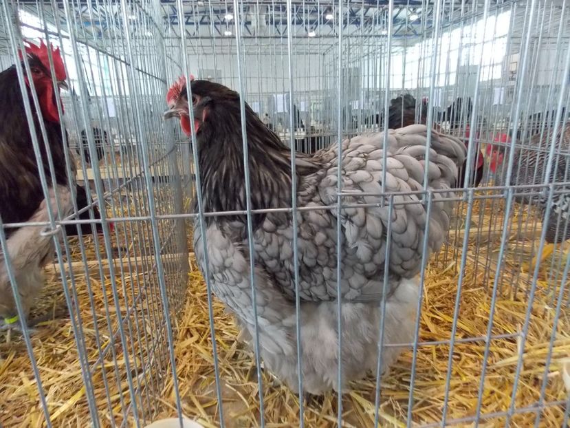  - EXPO-2018- HOBBY CENTRUM BRASOV