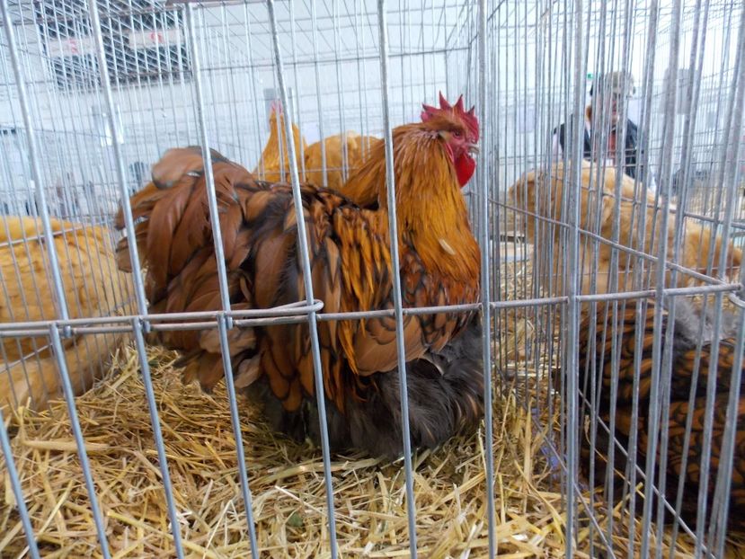  - EXPO-2018- HOBBY CENTRUM BRASOV