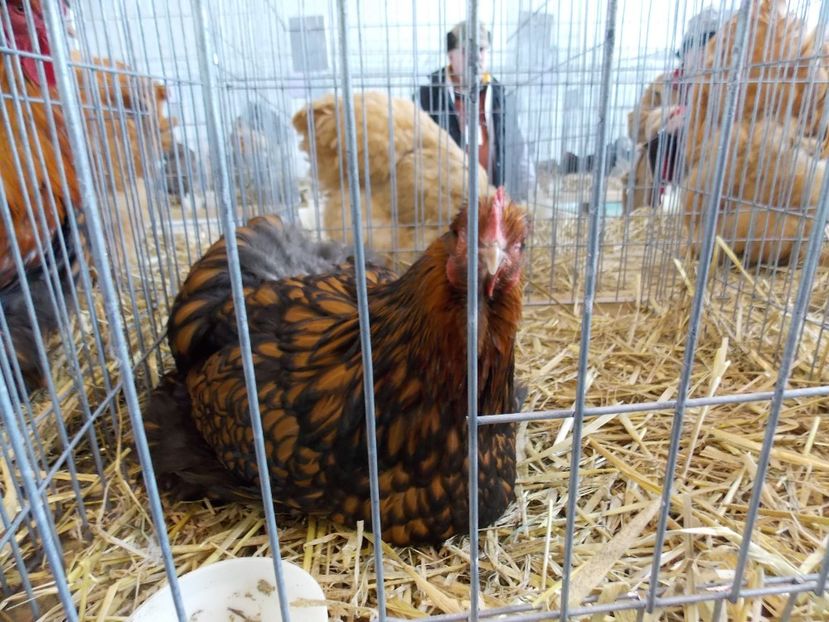  - EXPO-2018- HOBBY CENTRUM BRASOV