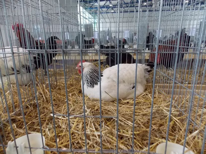  - EXPO-2018- HOBBY CENTRUM BRASOV