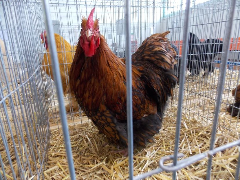  - EXPO-2018- HOBBY CENTRUM BRASOV