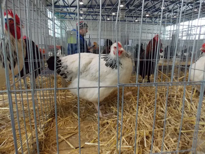  - EXPO-2018- HOBBY CENTRUM BRASOV