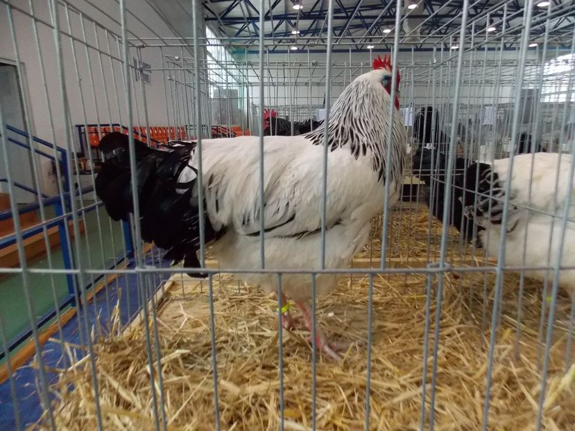  - EXPO-2018- HOBBY CENTRUM BRASOV